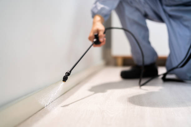 Rodent Entry Point Assessment in Bellflower
