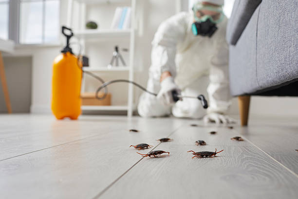 Commercial Rodent Management in Bellflower
